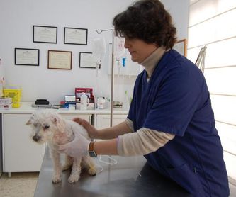 Servicio de peluquería y estética canina y felina: SERVICIOS  de C. Veterinario Triana