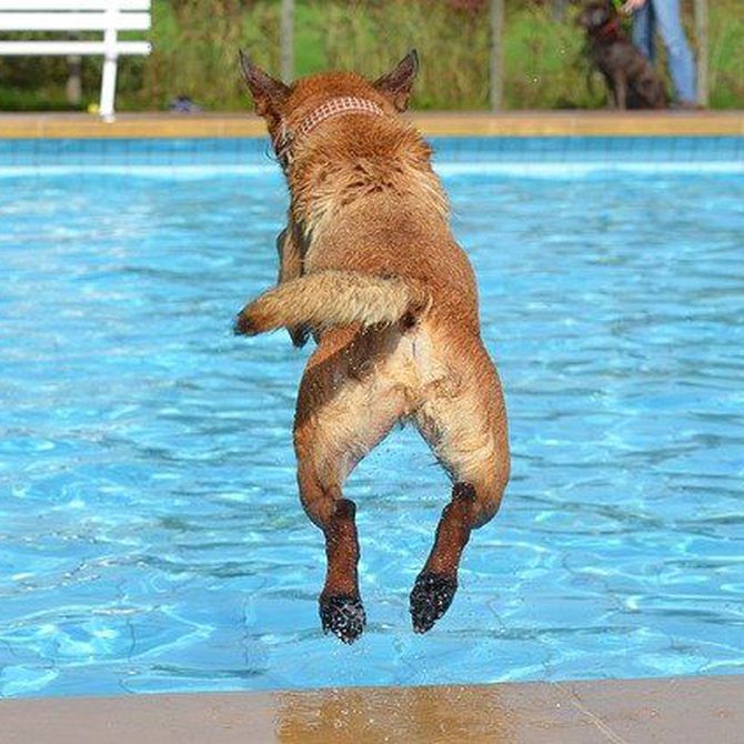 Perros a la piscina: sí, pero con precauciones