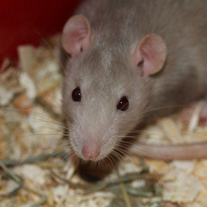 La estrecha relación entre ratas y cucarachas