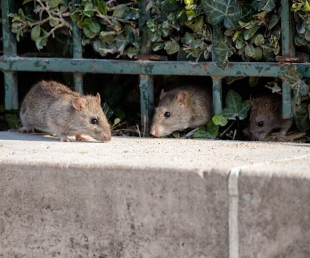 Aprende a prevenir las plagas de ratas