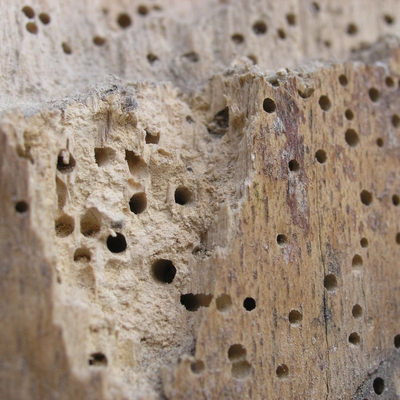 Tratamiento de madera o xilófago: Servicios de Plagas Archipiélago Salud Ambiente