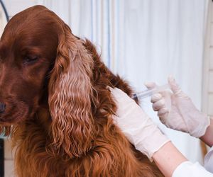 Vacunación de perros en Oviedo