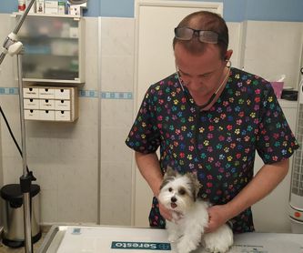 Diagnóstico por imagen: Servicios de Clínica Veterinaria Dog And Cat