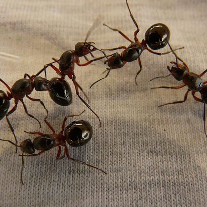 Di adiós a las plagas de hormigas