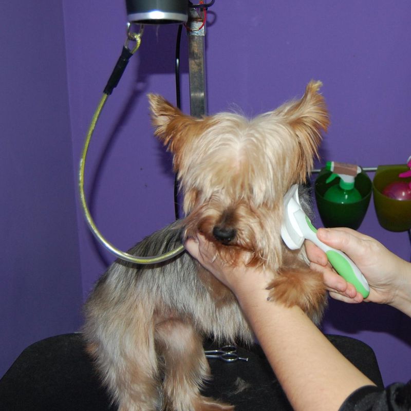 Servicio de peluquería y estética canina y felina: SERVICIOS  de C. Veterinario Triana