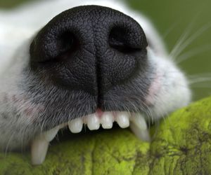 La importancia de la higiene dental en perros